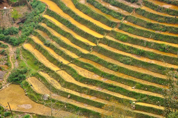 Risfält i Vietnam — Stockfoto