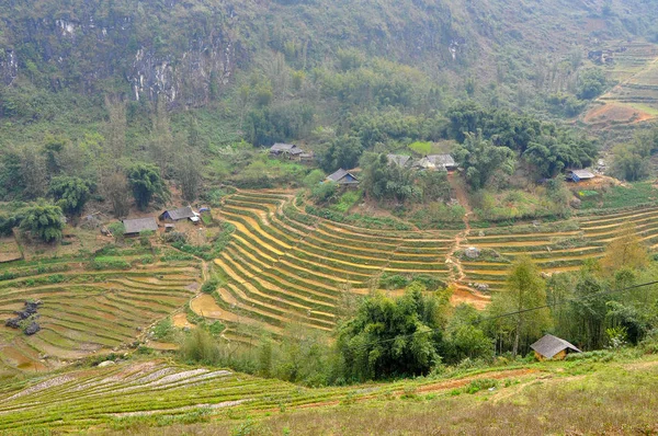Rice field in Vietnam — Stock Photo, Image