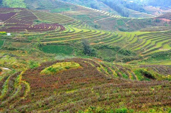 越南的稻田 — 图库照片