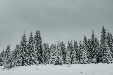 Ağaç kırağı ve karla kaplı 