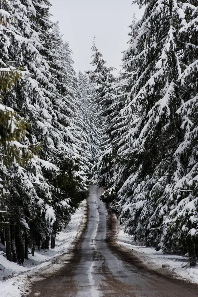 Snowy road through a pine forest