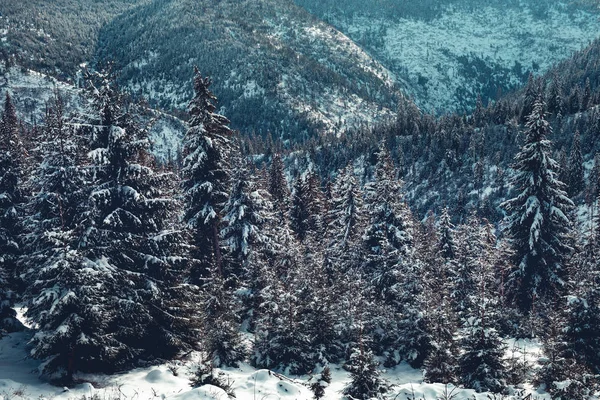 Background of winter snow covered forest