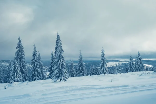Imagen azul tonificada y filtrada del bosque de invierno — Foto de Stock