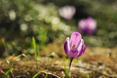 Bahar çiçek Çiğdem çiçek