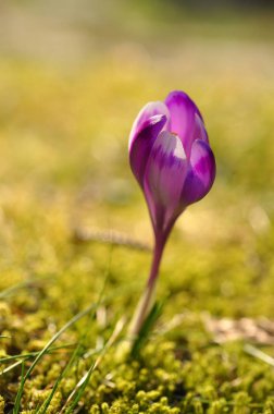 Mor Çiğdem çiçek bahar çiçekli ampuller. Çiğdem vernus