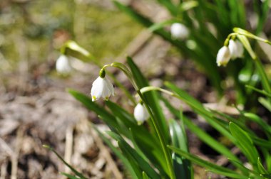Beyaz bahar kar tanesi çiçek 