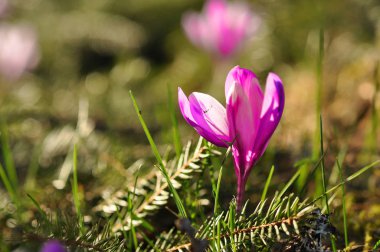 Bahar çiçek Çiğdem çiçek