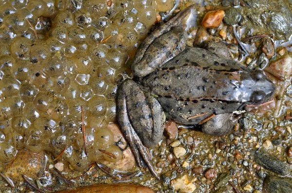 Zbliżenie: żaba i frogspawn — Zdjęcie stockowe