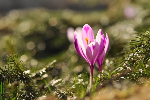 Cebulki kwiatowe wiosna fioletowy krokus kwiat — Zdjęcie stockowe