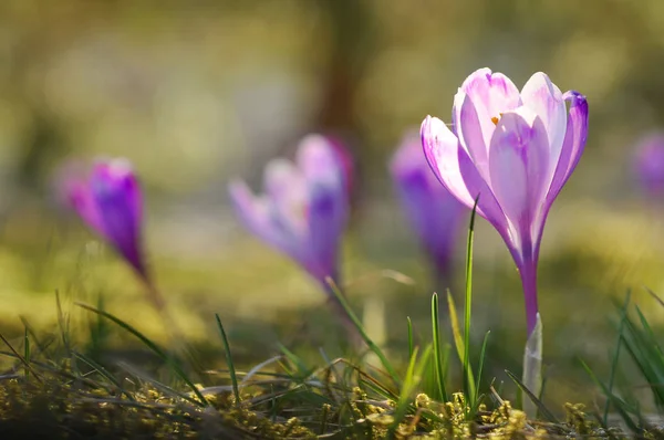 Wiosenne Kwitnienia Cebulek Fioletowy Krokus Kwiat Szafran Wiosenny — Zdjęcie stockowe
