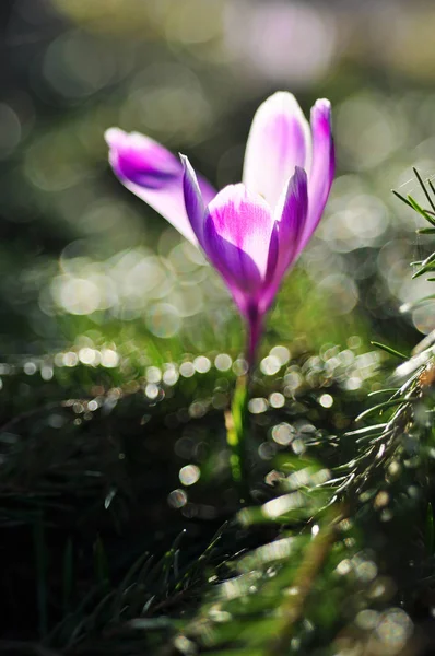 Spring flowering bulbs of purple Crocus flower — Stock Photo, Image