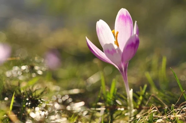 Wiosenne Kwitnienia Cebulek Fioletowy Krokus Kwiat Szafran Wiosenny — Zdjęcie stockowe