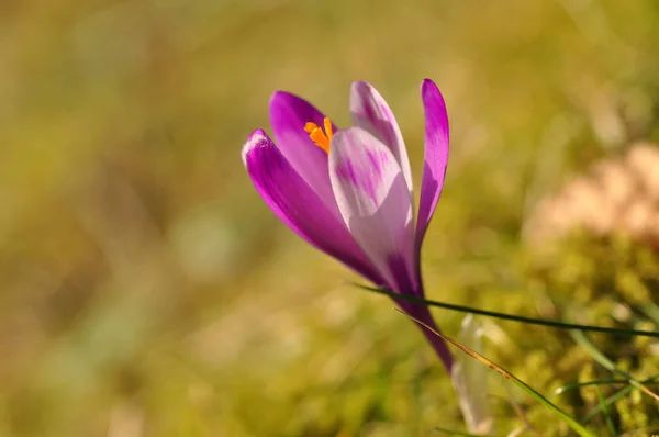 紫色のクロッカスの花の春の花の球根 クロッカス Vernus — ストック写真