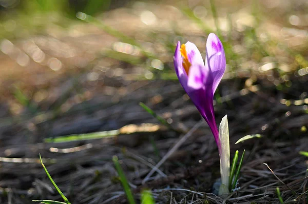 Kwiaty kwitnące Krokus wiosenny — Zdjęcie stockowe