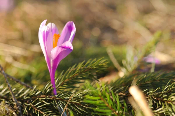 Wiosenne Kwitnienia Cebulek Fioletowy Krokus Kwiat Szafran Wiosenny — Zdjęcie stockowe