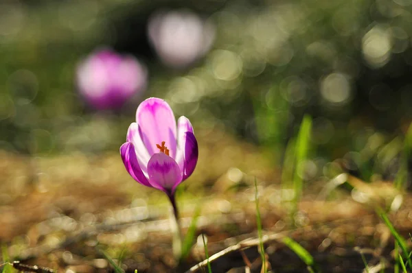 Cebulki kwiatowe wiosna fioletowy krokus kwiat — Zdjęcie stockowe