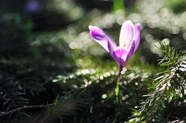 Kwiaty kwitnące Krokus wiosenny — Zdjęcie stockowe