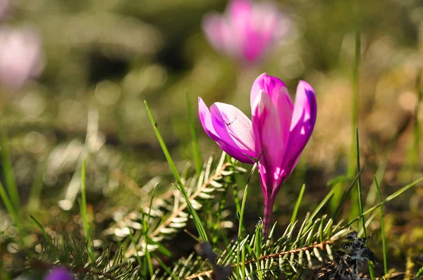 Bahar çiçek Çiğdem çiçek