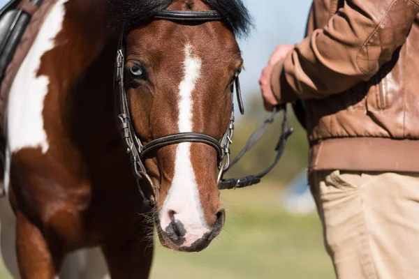 Prachtig portret van een bruin paard — Stockfoto
