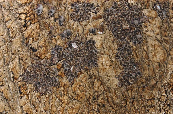 Colônia de morcegos em uma caverna — Fotografia de Stock