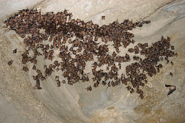 Bats in a cave — Stock Photo, Image