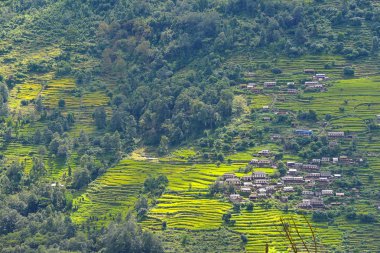 Nepal 'de teraslı pirinç tarlaları