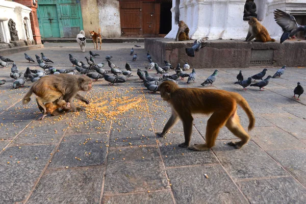 Makak maymunlar ve Mısır yeme güvercinler — Stok fotoğraf