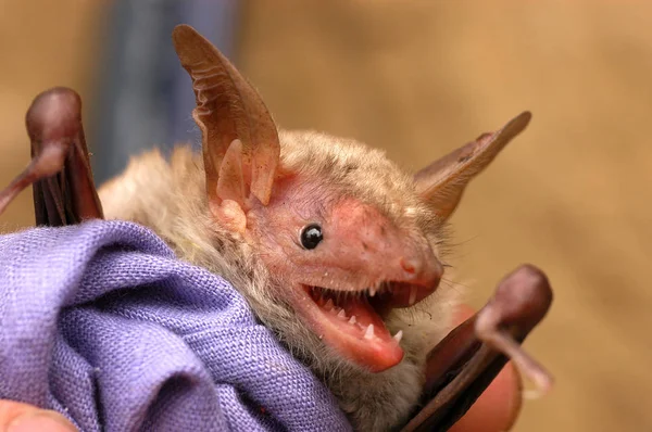 Bat s dlouhé uši — Stock fotografie