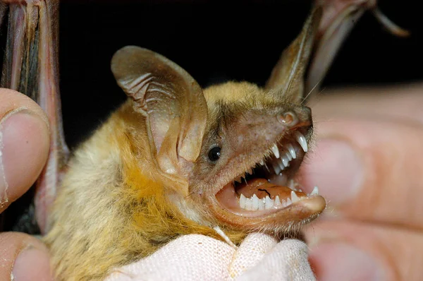 Close up of a bat — Stock Photo, Image