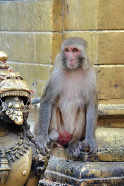 Vergadering makaak monkey — Stockfoto