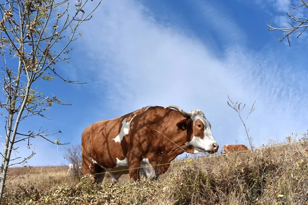 Pasoucí se kráva na louce — Stock fotografie