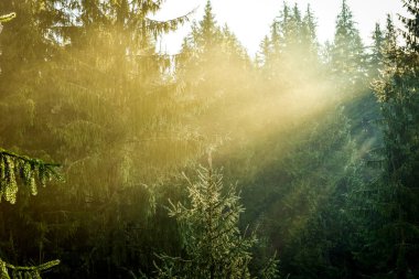 Çam ormanı içinde Ray ışıklar