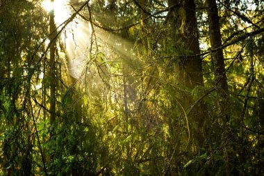 Çam ormanı içinde Ray ışıklar