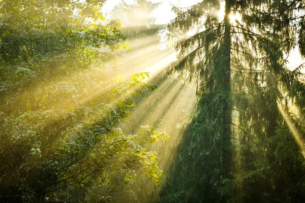 Lumières Ray dans la forêt de pins — Photo