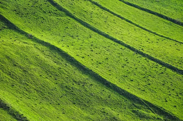 Grön äng, landsbygden — Stockfoto