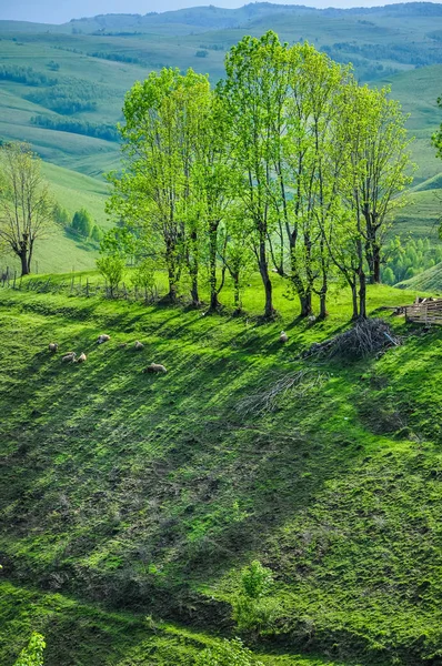 Campo e prado verde com árvores — Fotografia de Stock