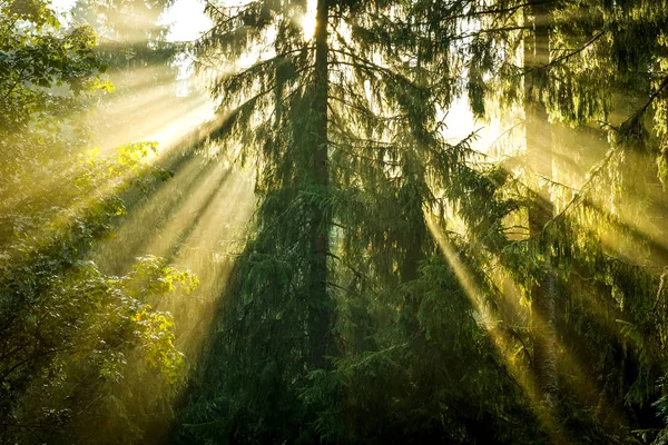 Luces de rayo en bosque de pino —  Fotos de Stock
