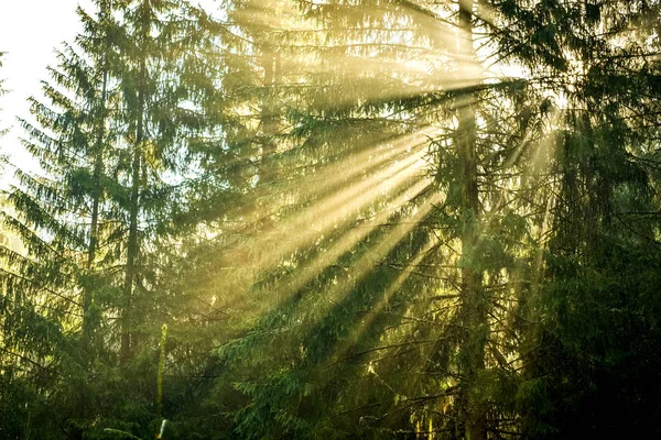 Strahlenlichter im Kiefernwald — Stockfoto