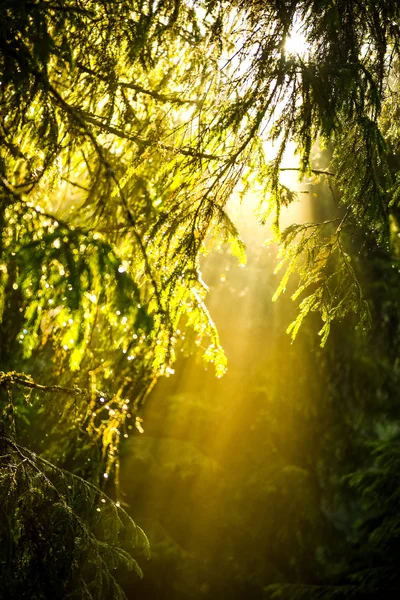 松林の中の光線ライト — ストック写真