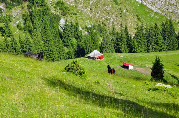 Petite cabane et chevaux en montagne — Photo