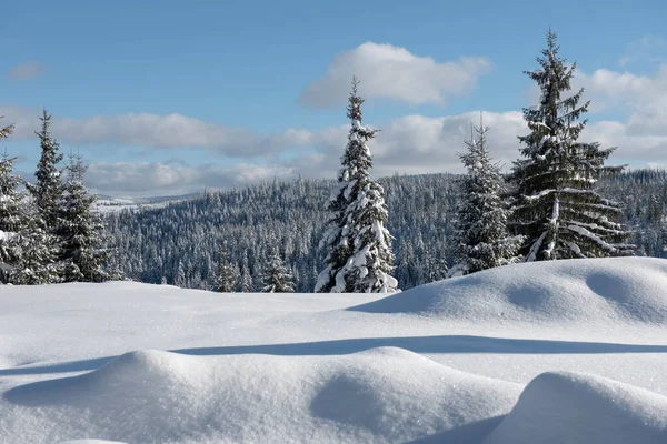 Alpská krajina se zasněženými horami a borovým lesem — Stock fotografie