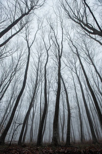 Neblig gruseliger dunkler Wald — Stockfoto