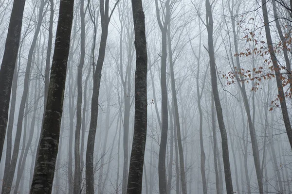 Neblig gruseliger dunkler Wald — Stockfoto