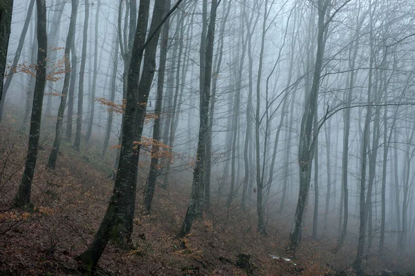 Misty spooky dark forest — Stock Photo, Image