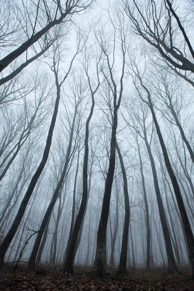 Neblig gruseliger dunkler Wald — Stockfoto