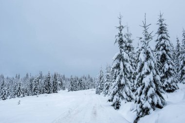 Peri kış manzara köknar ağaçları ile