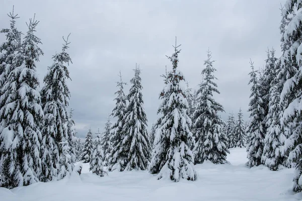 Peri kış manzara köknar ağaçları ile — Stok fotoğraf