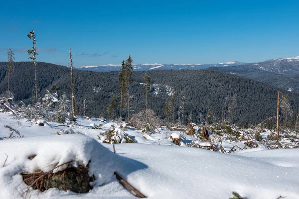 Zniszczony zimowy las przez burzę — Zdjęcie stockowe
