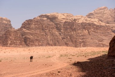 Wadi Rum çölünde deve, Jordan.