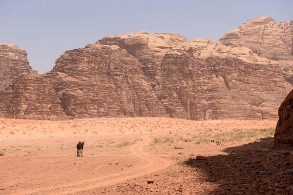 Camel in Wadi Rum desert, Jordan — 스톡 사진